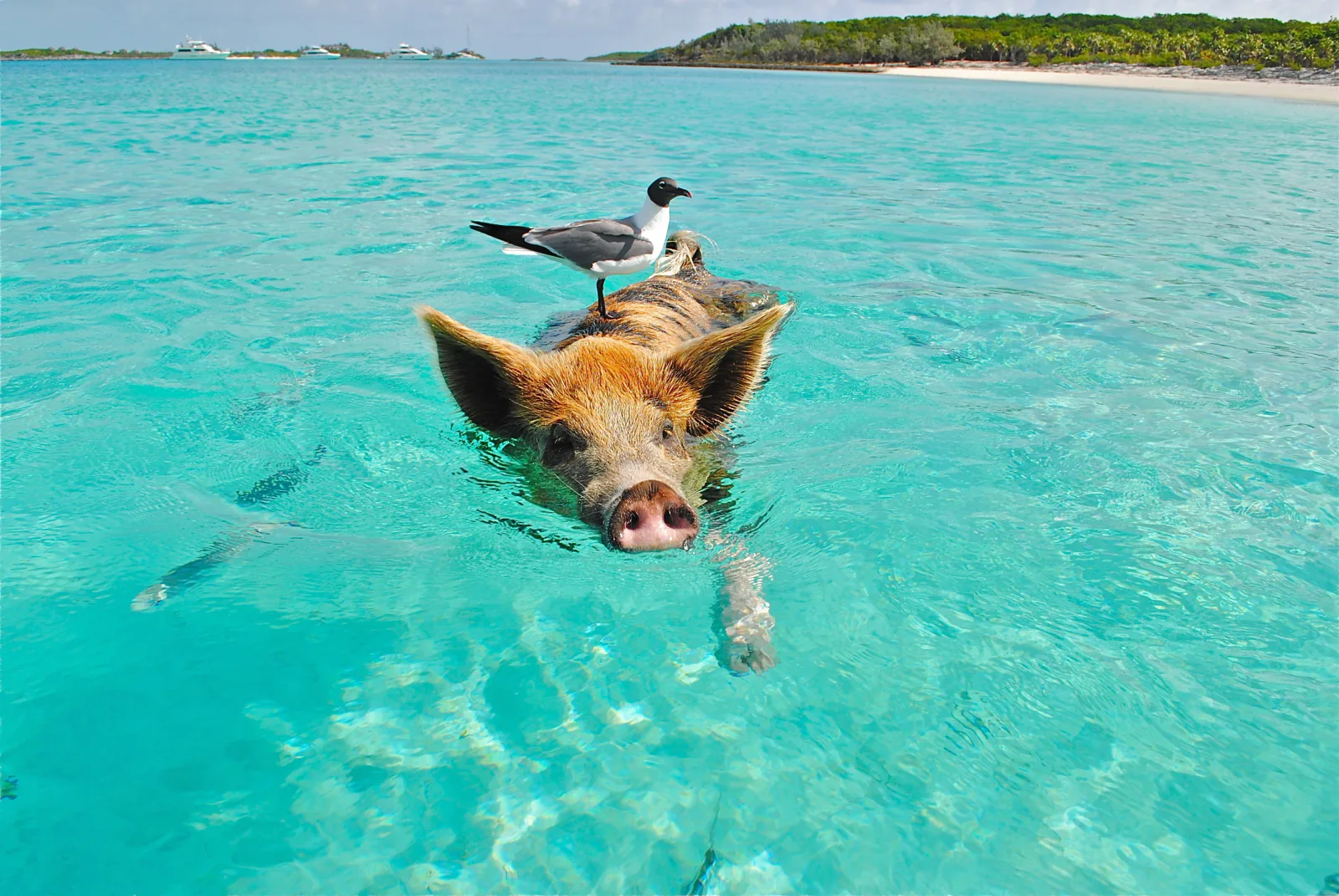 Pig Island (Koh Madsum), na Tailândia, com os porcos junto à praia